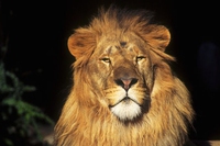 I safari danno speranza alle comunità ruandesi, sotto gli occhi del re della Savana