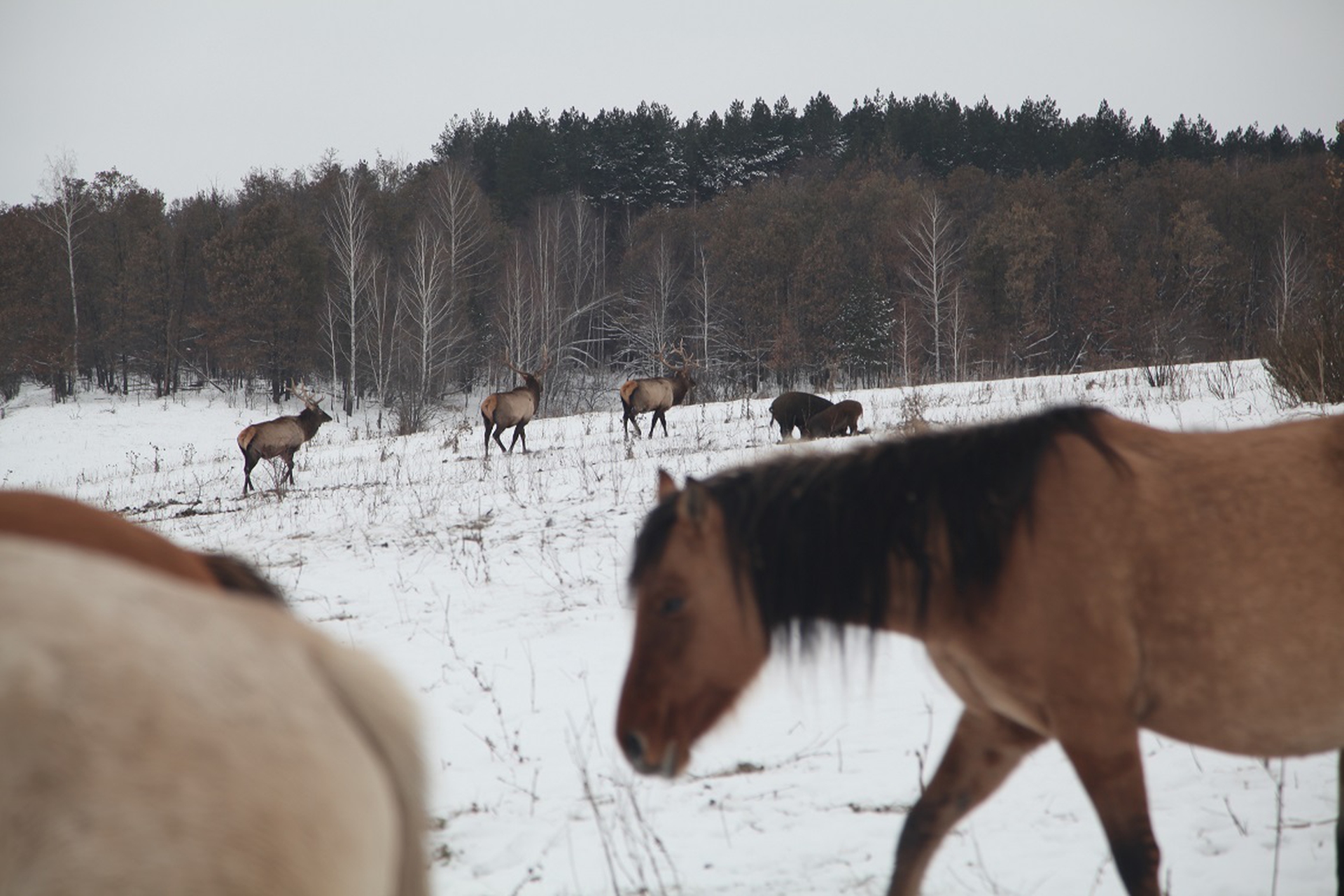 Animals in the Siberian tundra