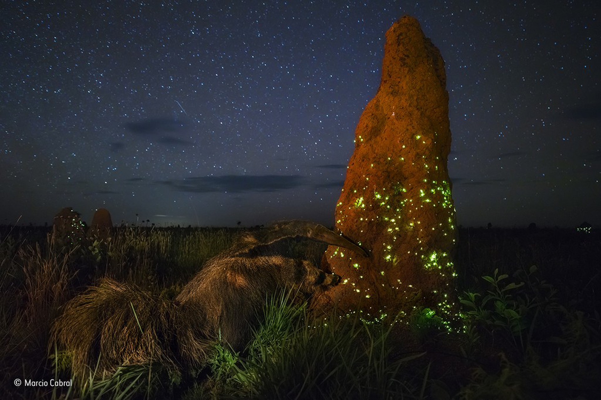 The night raider © Marcio Cabral/Wildlife Photographer of the Year
