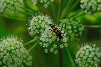 La Giornata mondiale della biodiversità 2022 ci esorta a costruire un futuro condiviso per tutte le forme di vita