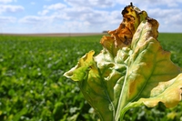 Regno Unito, reintrodotto uno dei pesticidi neonicotinoidi vietati nell’Unione europea