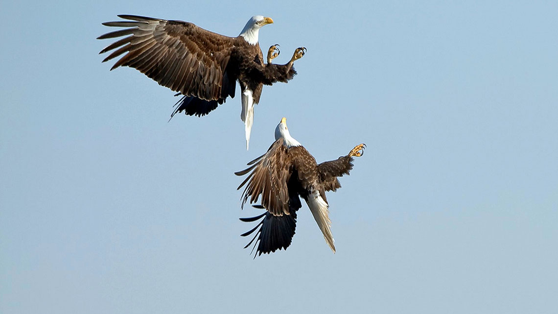 aquila-calva-rituale