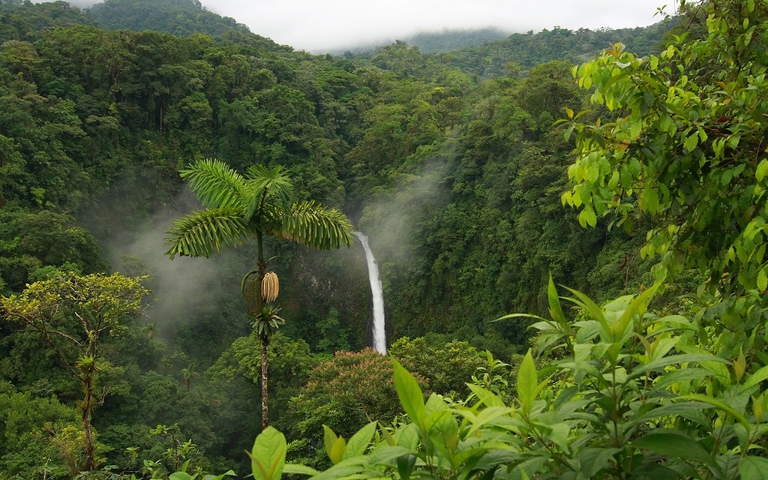 foresta