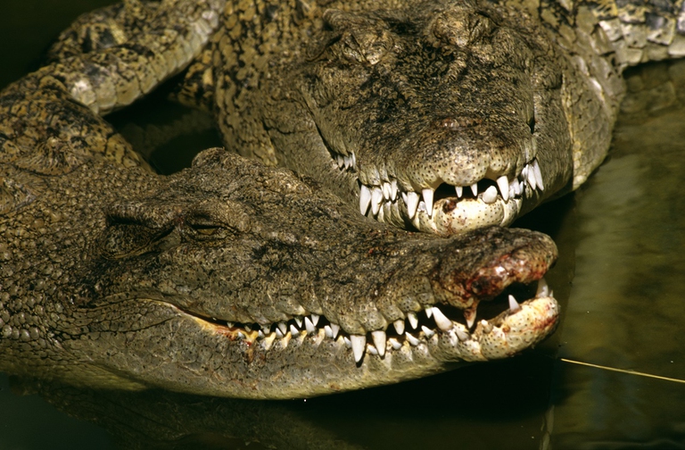 Due coccodrilli marini in Australia