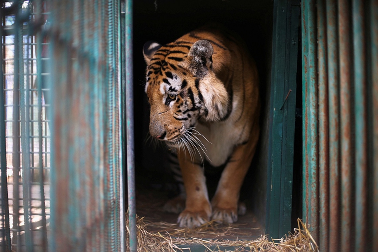 Laziz tiger Gaza