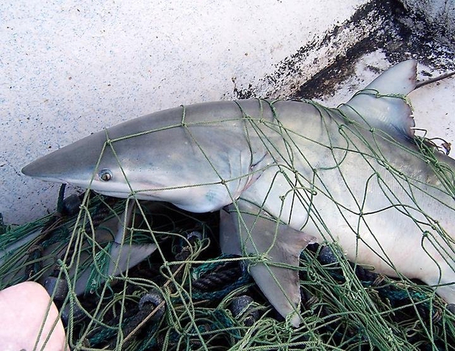 Shark hotspots are being overtaken by industrial fisheries, leaving ...