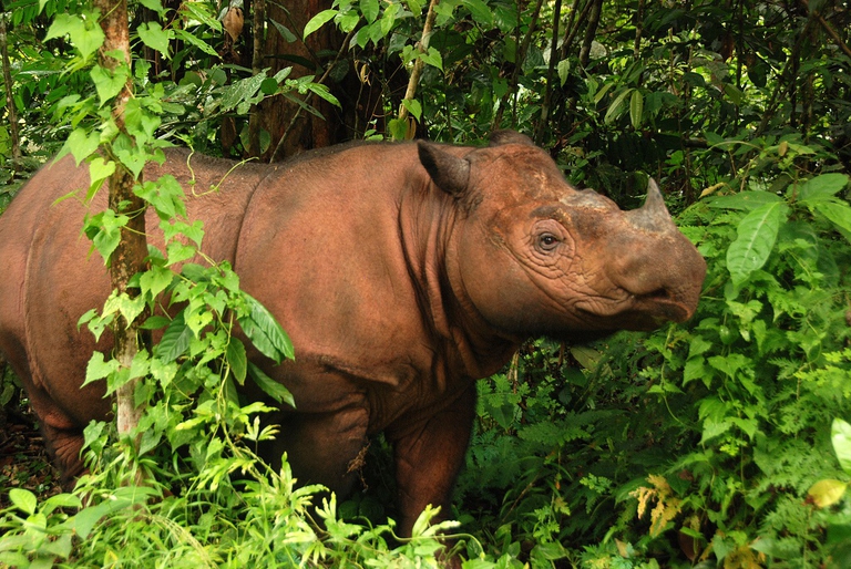 rinoceronte di sumatra