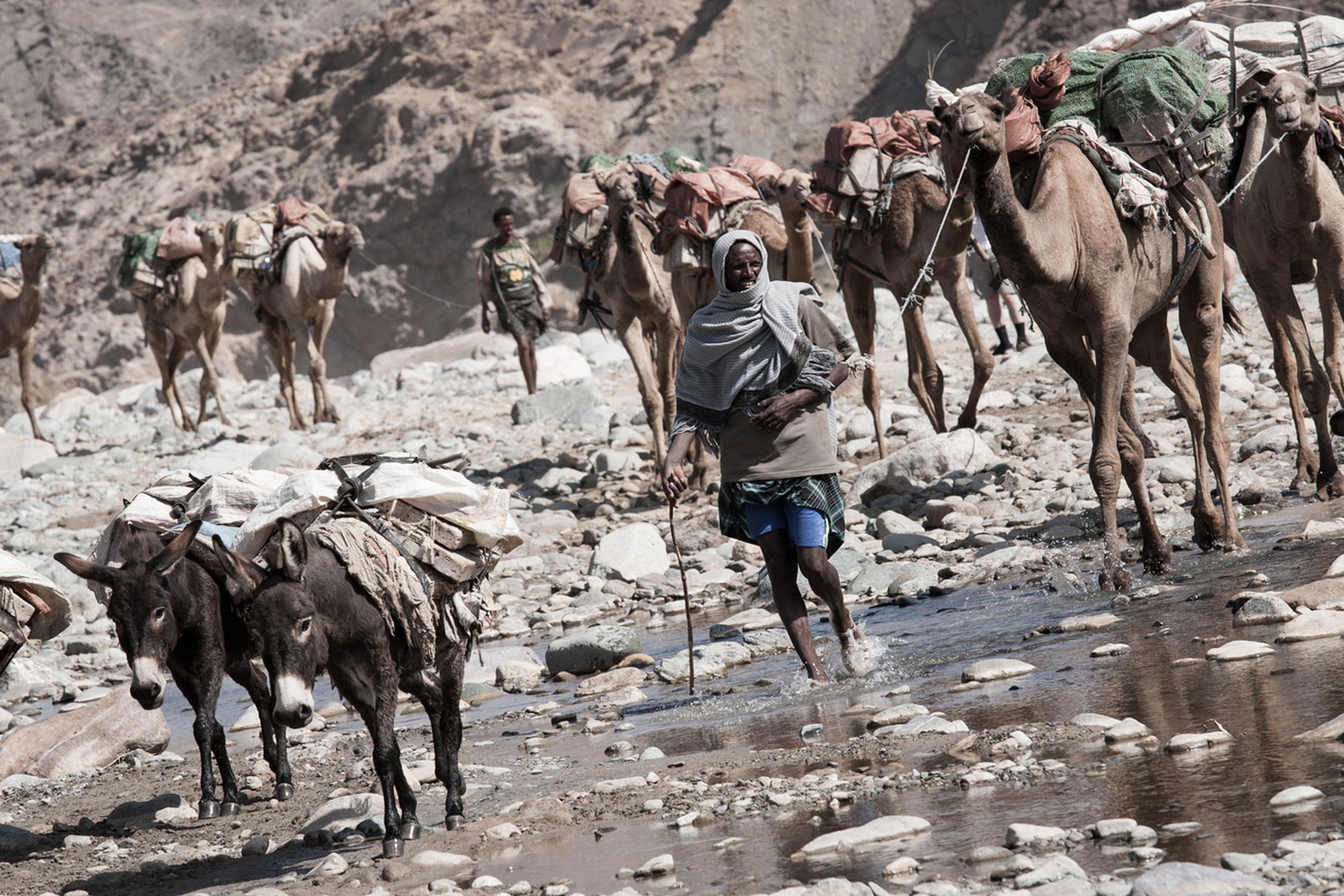 Asini e dromedari della carovana errante