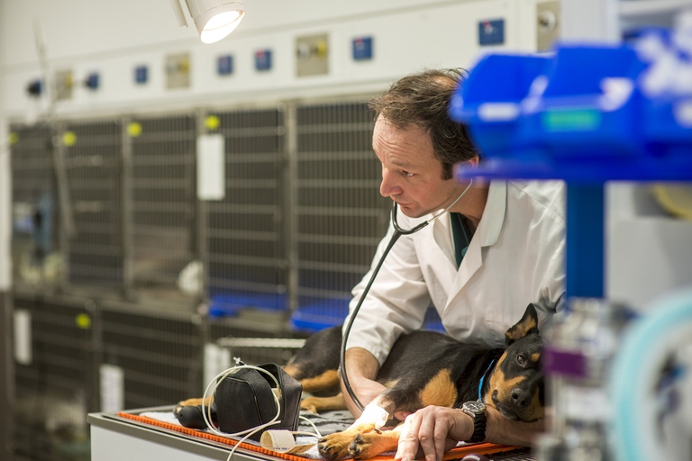 Veterinario visita un cane