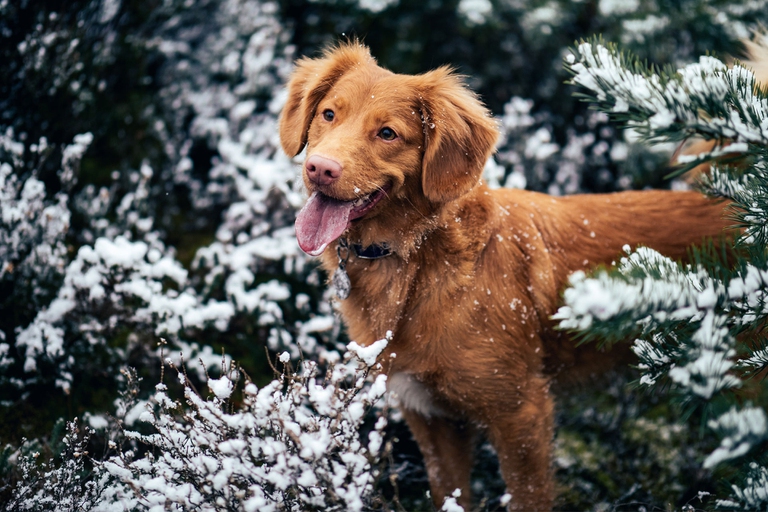 Dalla natura arrivano molti aiuti per i nostri pet 