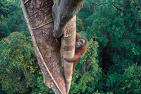 Wildlife Photographer of the Year, torna a Milano la mostra fotografica che racconta la natura