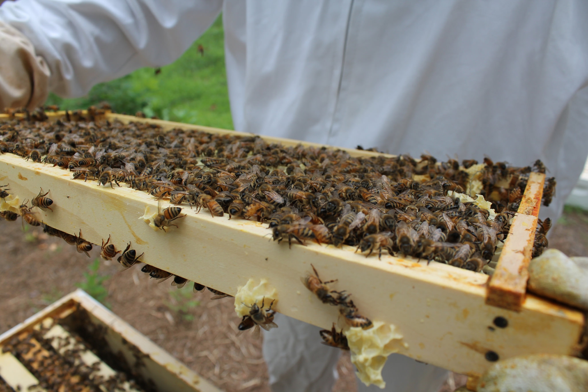US beekeepers lost half their honeybees last year
