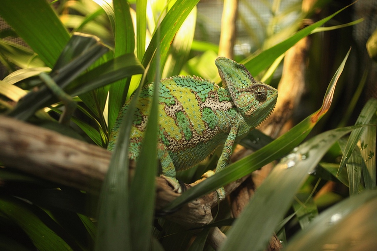 Camaleonte che si mimetizza tra la vegetazione