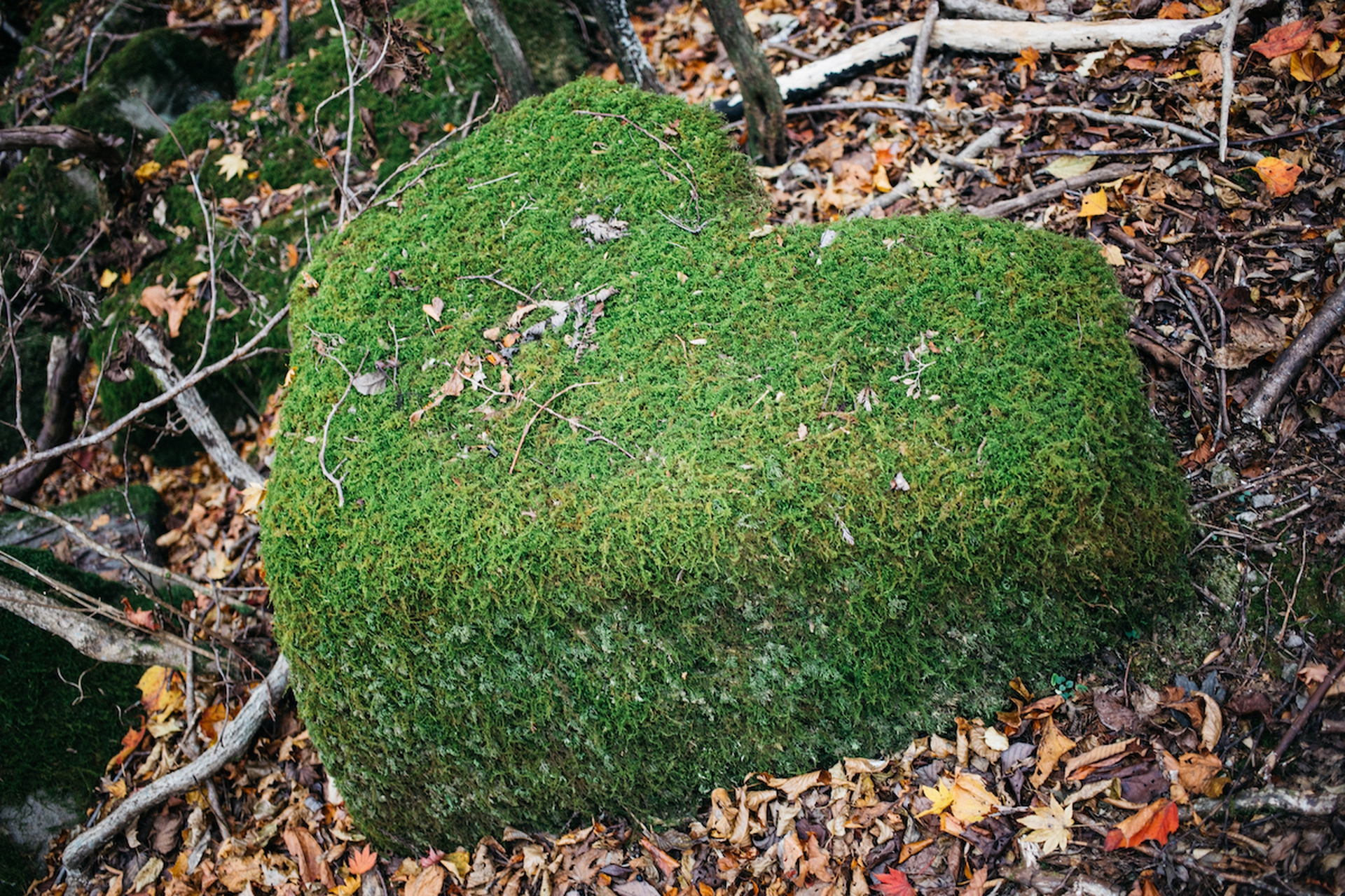 Forest therapy in Giappone