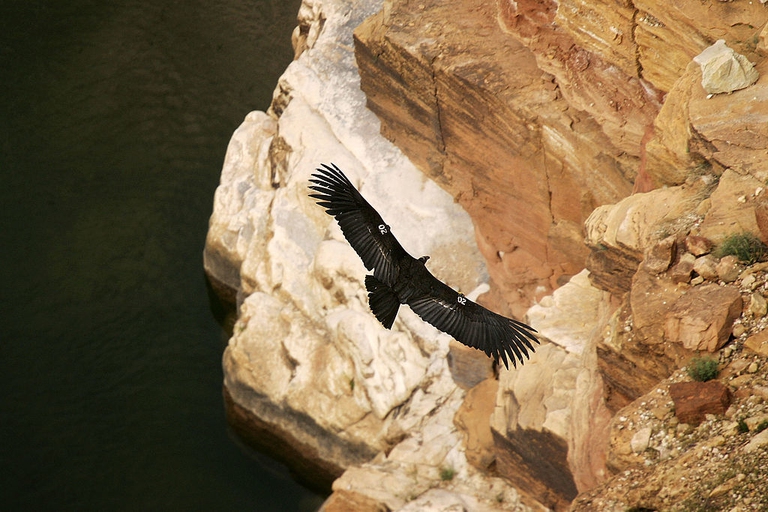 californian condor