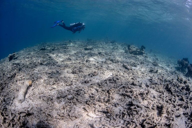 Coral reefs, degradation