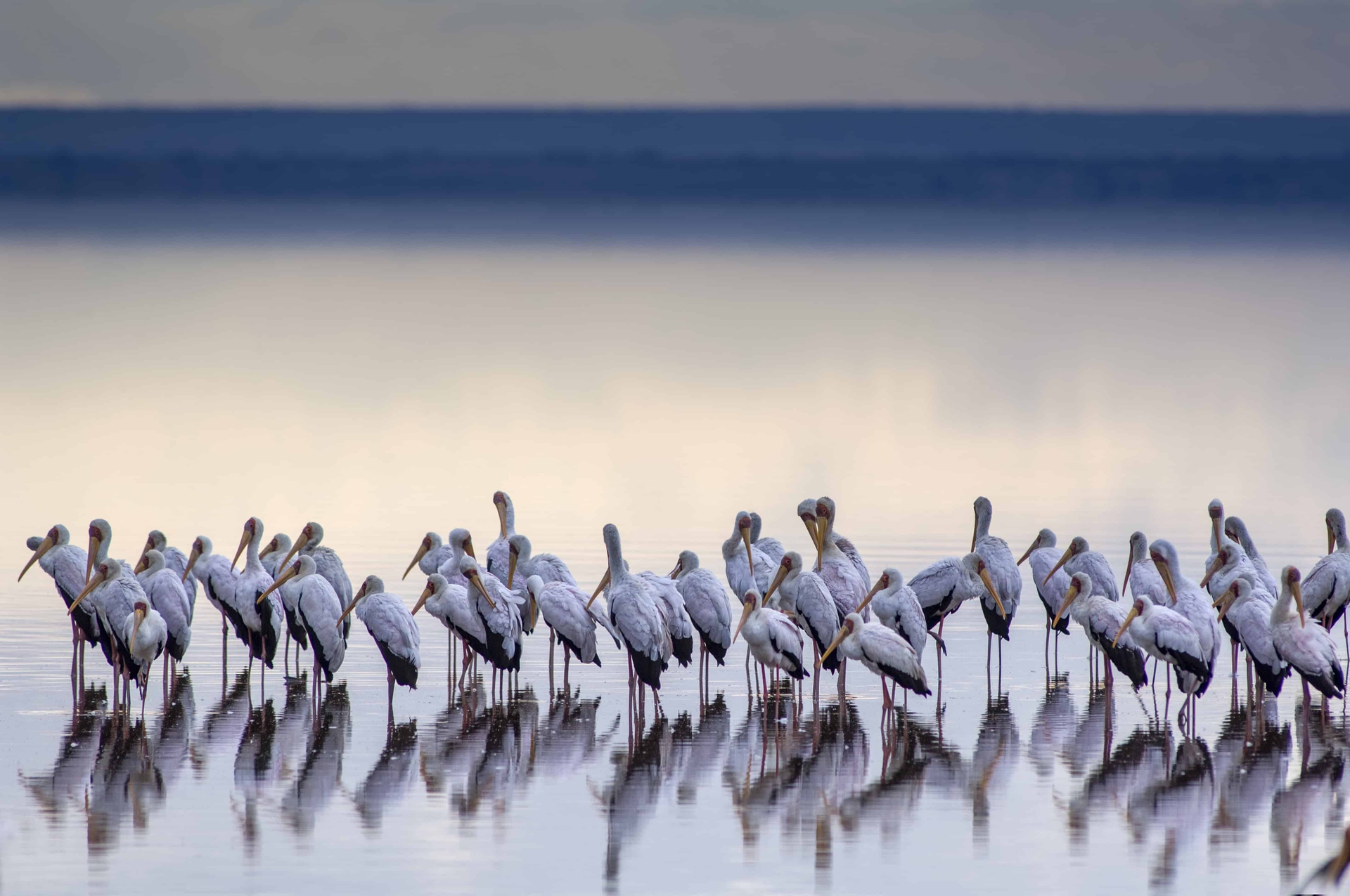 Cicogne dal becco giallo sul Lago Manyara