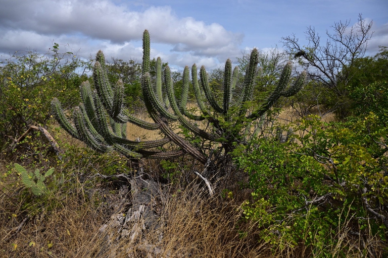 Caatinga in Brasile
