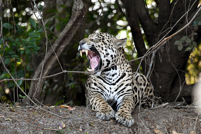 Giaguaro che si riposa