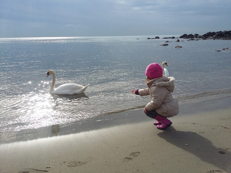 asilo del mare cigni