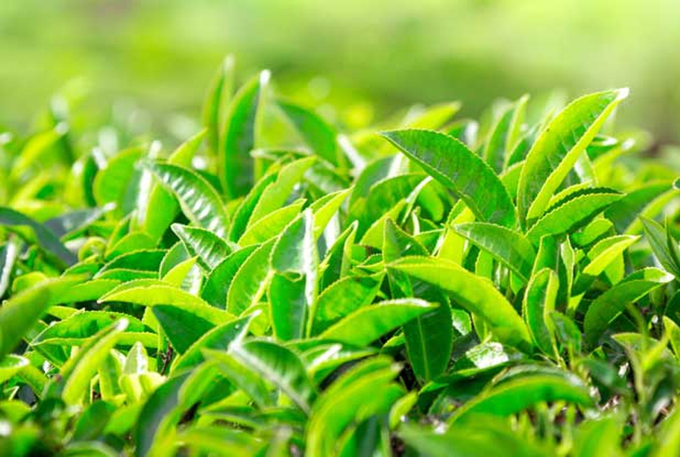 India takes the first steps to produce tea without pesticides - LifeGate