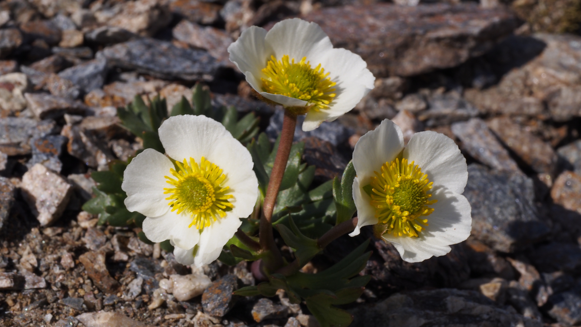 Ranuncolo dei ghiacciai