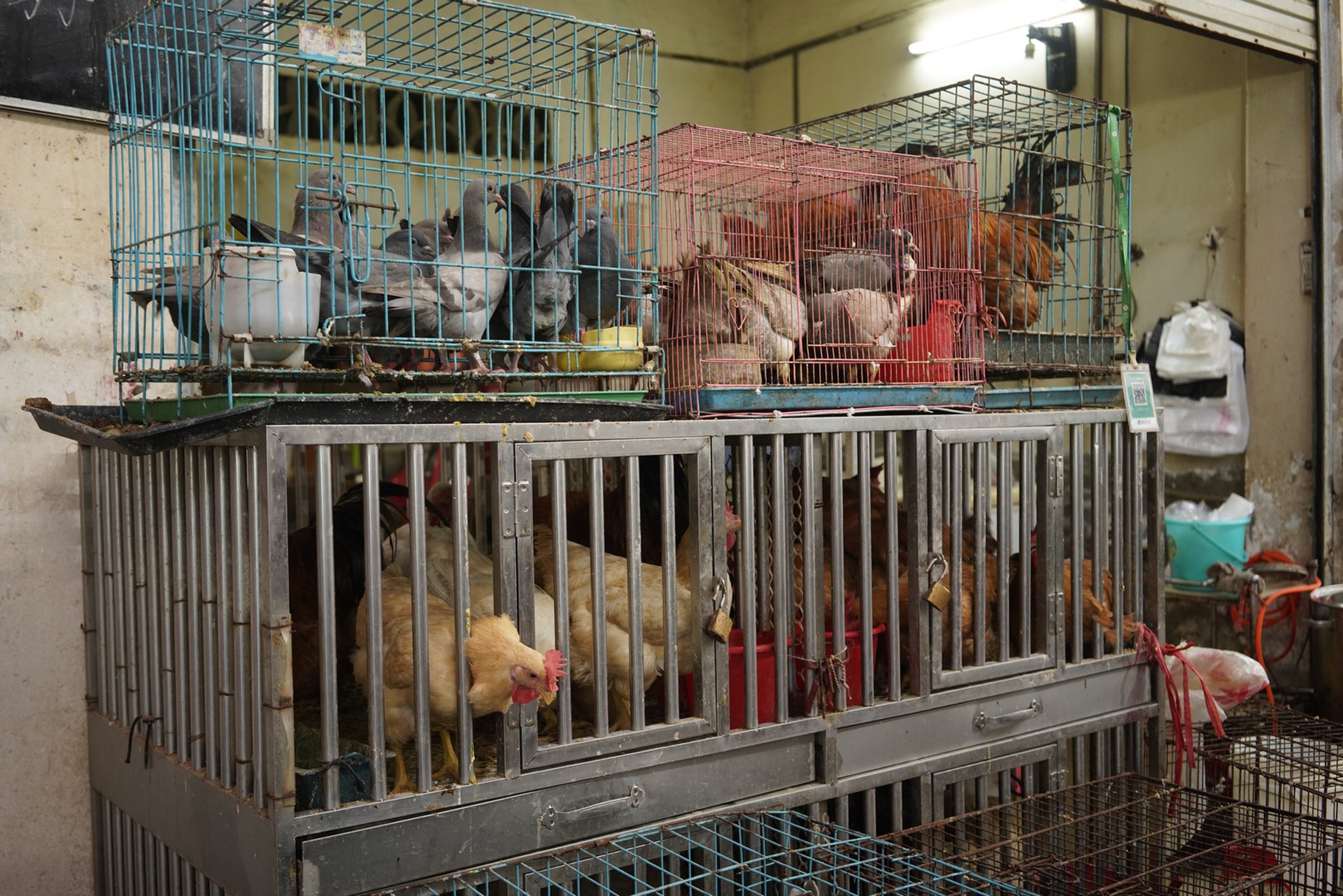Un’immagine dai wet market in Cina
