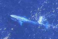 Chiusi i lavori a Sorrento: poche le tutele per le balene