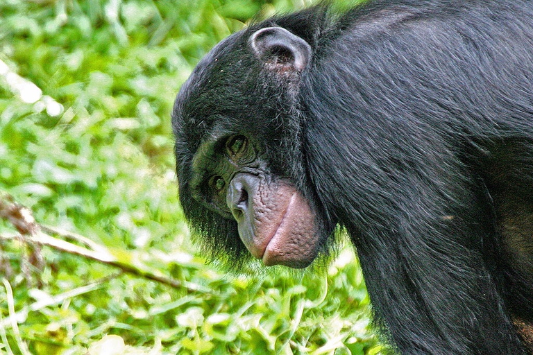 Stop alle esportazioni di legname. Così il Congo prova a salvare la sua foresta