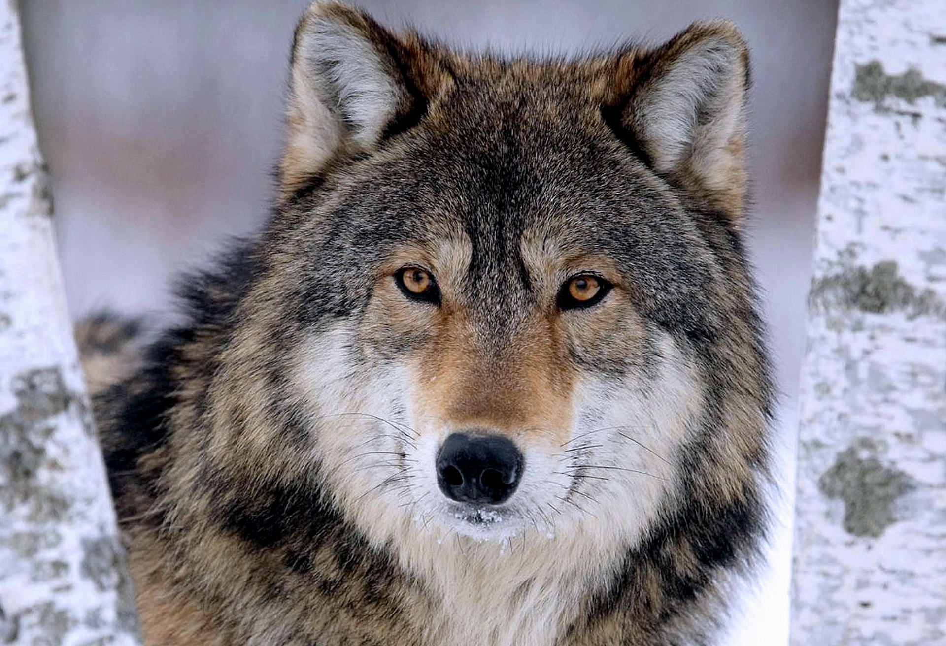 In Michigan (per ora) hanno vinto i lupi e gli elettori