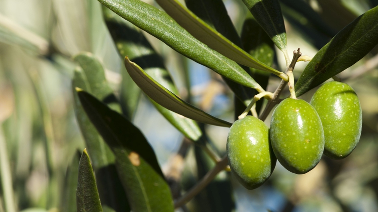 L'olio di oliva è tra gli attivi vegetali presenti nella formula - ©Ingimage