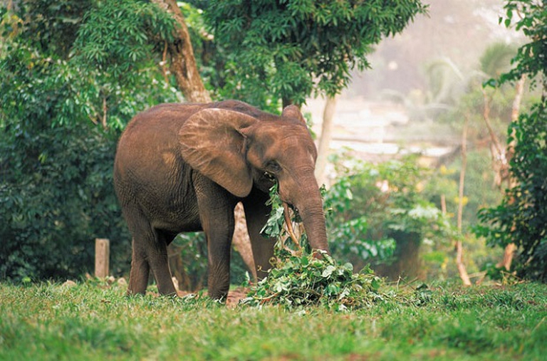 elefante di foresta