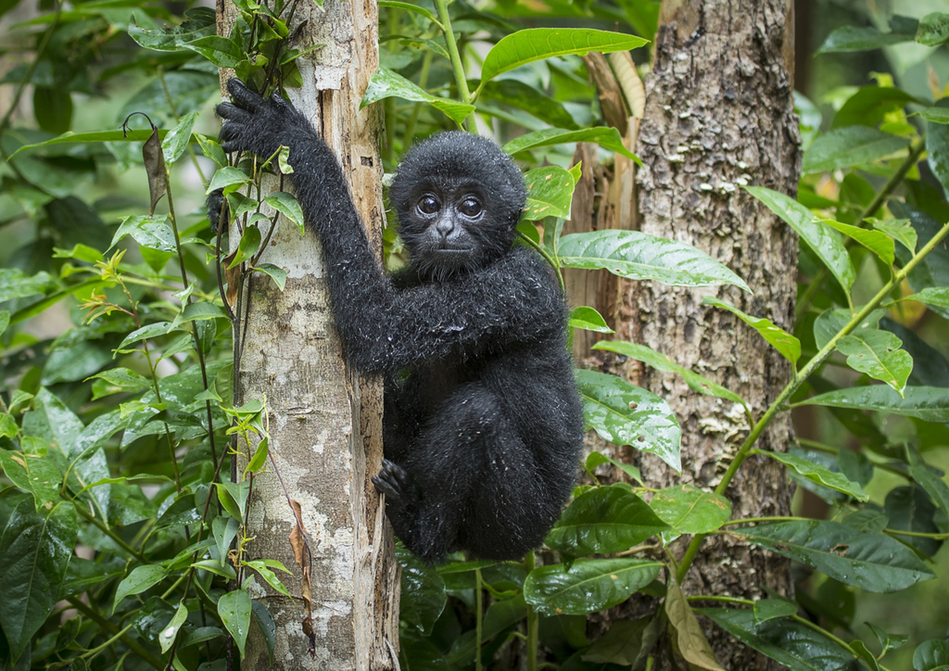 Questo ragazzo salva gli alberi con vecchi cellulari riciclati