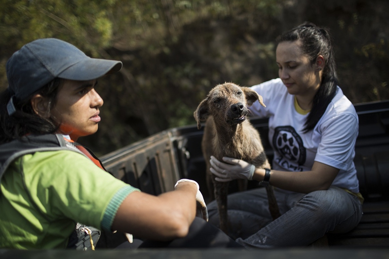 An injured dog is rescued after a dam burst at the small town of Bento Rodrigues in Minas Gerais state, Brazil, Friday, Nov. 6, 2015. Brazilian rescuers searched feverishly Friday for possible survivors after two dams burst at an iron ore mine in a southeastern mountainous area.  (AP Photo/Felipe Dana)