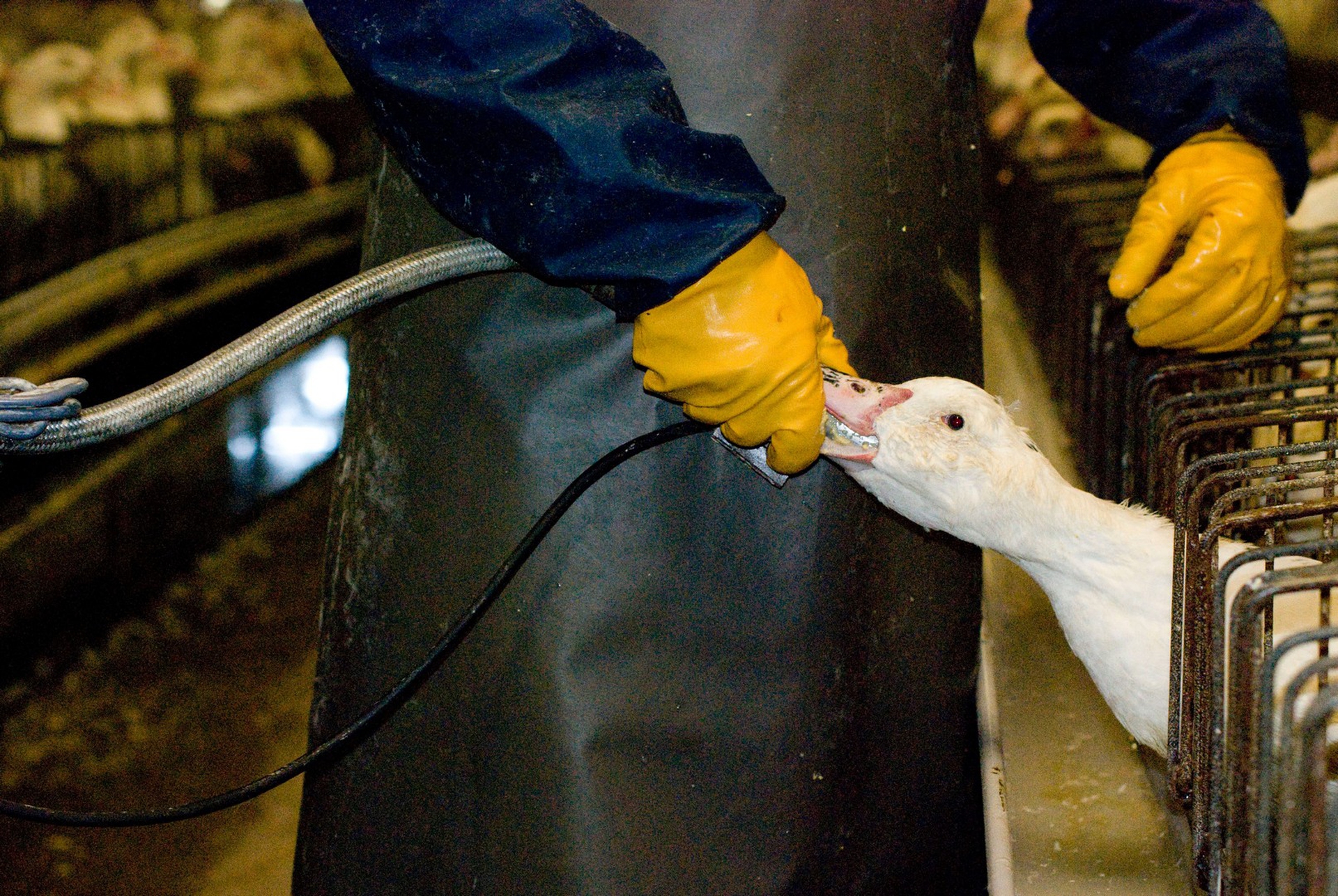 La produzione di foie gras