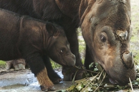 Rinoceronte di Sumatra, continua il conto alla rovescia verso l’estinzione, è scomparso anche in Malesia