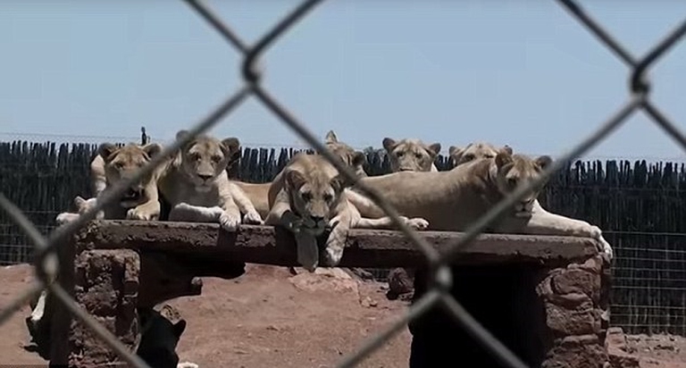 captive lions farms breeding south africa