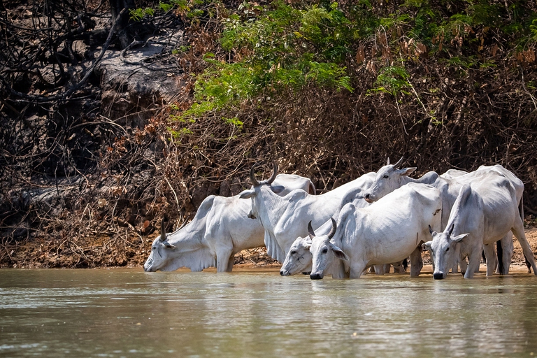 cows, Brazil