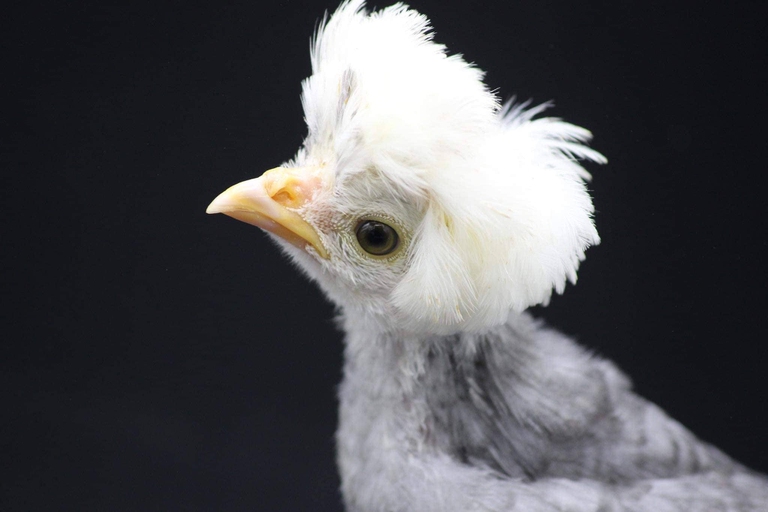 Le galline ornamentali e la tutela della biodiversità - LifeGate