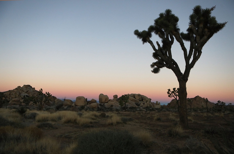 Ecosistema del parco del Joshua Tree