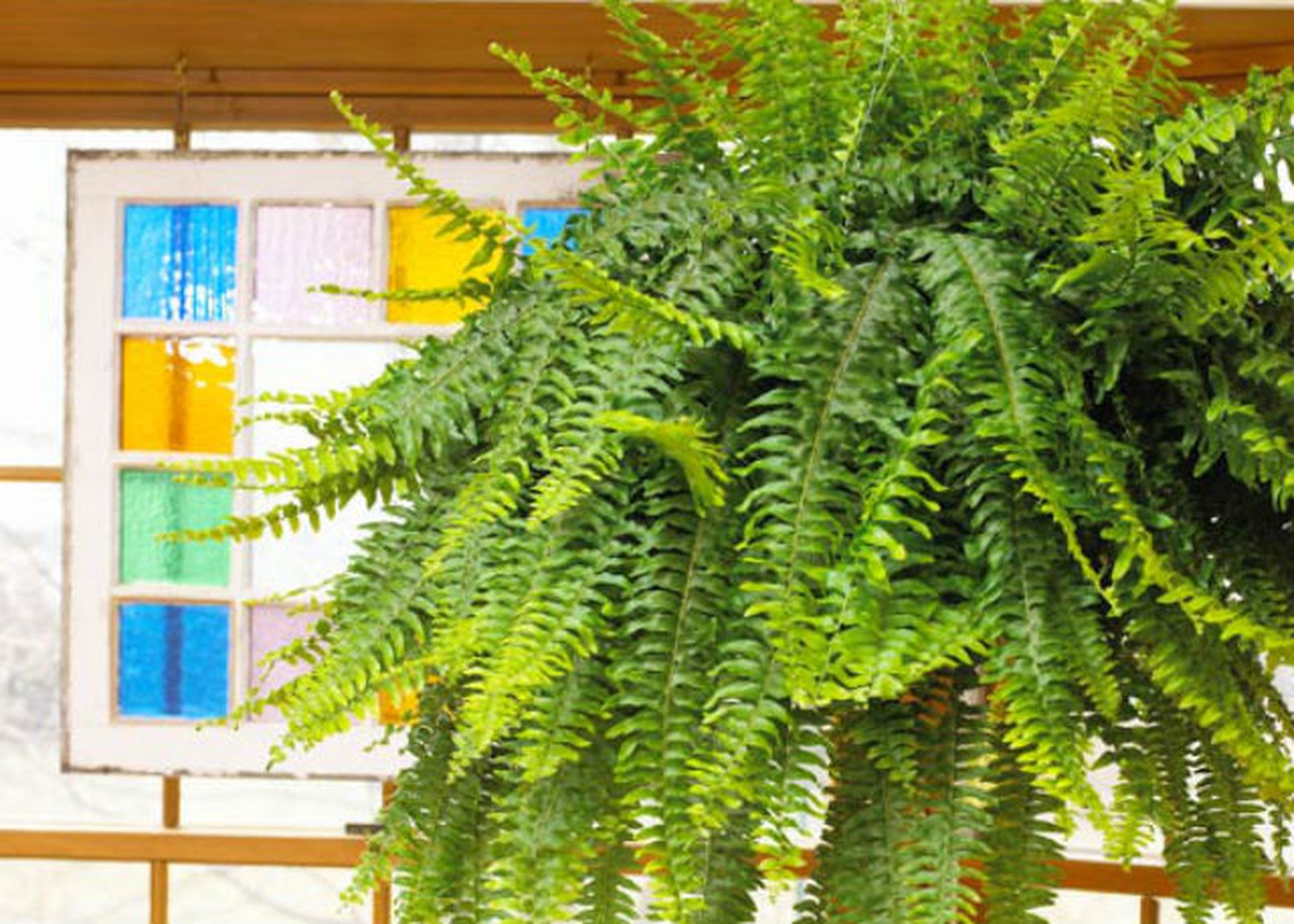 10 piante da ufficio per migliorare l’aria e l’umore