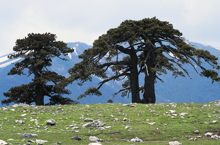 Pini loricati in Calabria