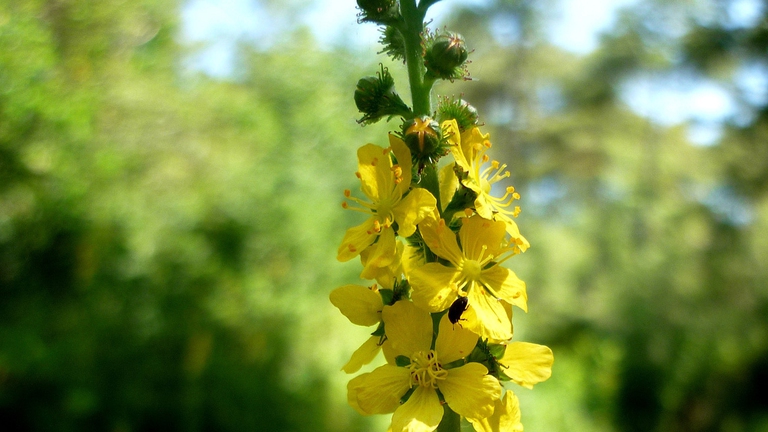 Dei fiori di Agrinomy, la comune agrimonia