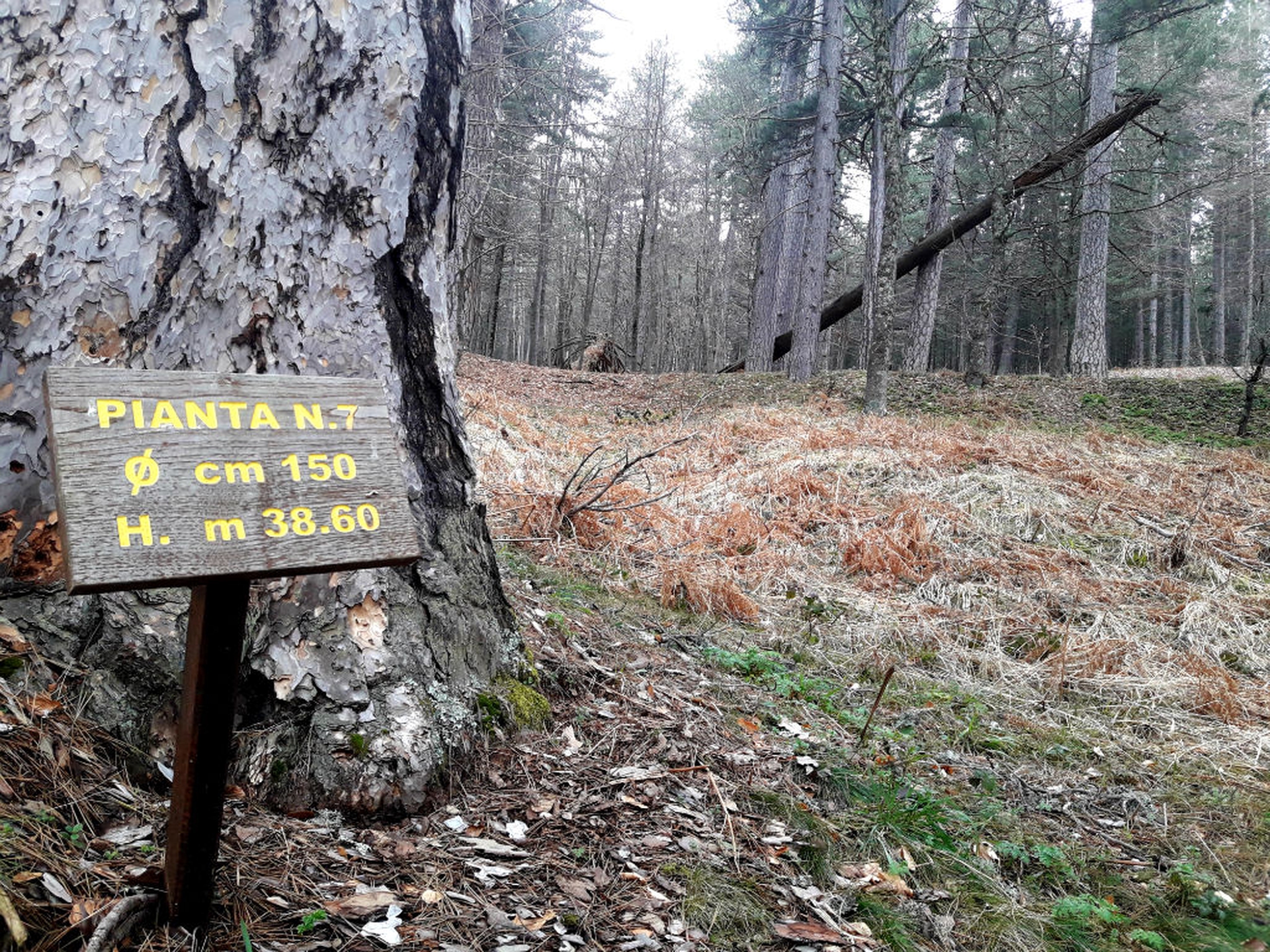 I giganti di Fallistro