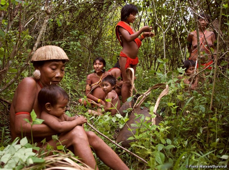 Membri della tribù Yanomami intenti a cercare erbe