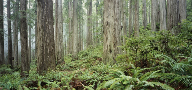 Le sequoie giganti possono raggiungere i 130 metri di altezza © Micha Pawlitzki/Corbis