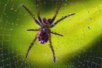 Ragni in orbita: la tela spezzata