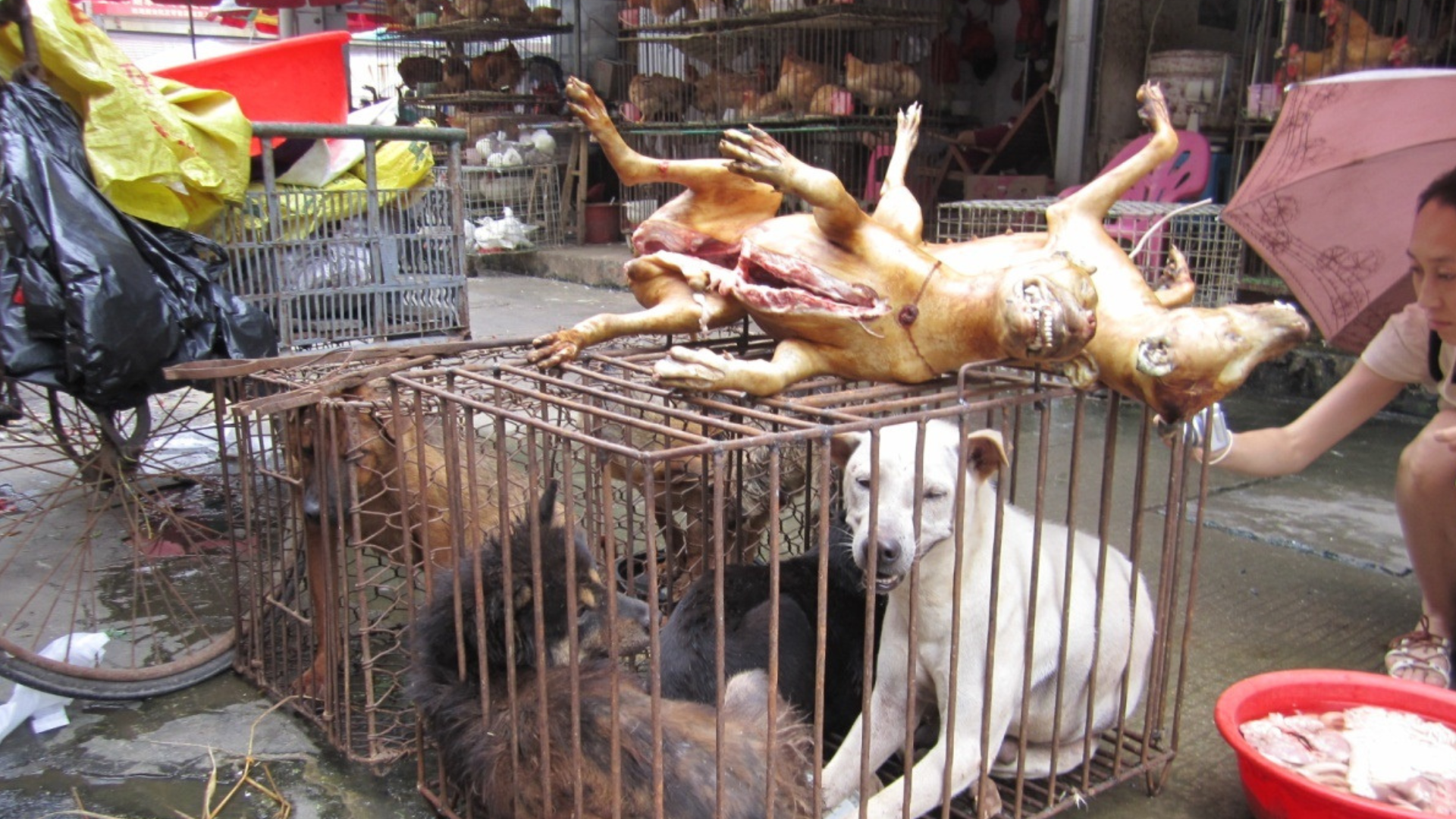 Yulin  festival cina