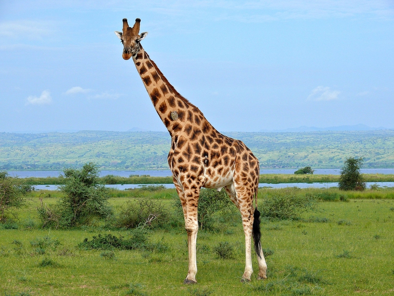 giraffe