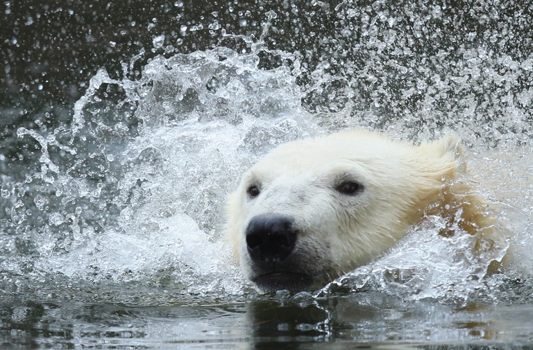 Orso polare nello zoo di Berlino